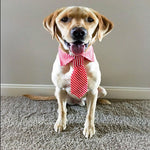 Stripe Bow Tie Collar