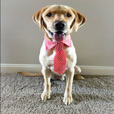 Stripe Bow Tie Collar