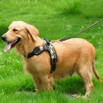 Leash Harness