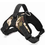 Leash Harness